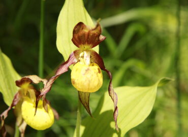 Sabot de Vénus - Cypripedium calceolus